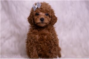 Karlos - Malti Poo - Maltipoo for sale