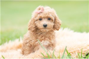 Gloria - Maltipoo for sale