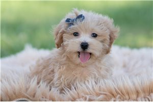 Ferris - Malti Poo - Maltipoo for sale