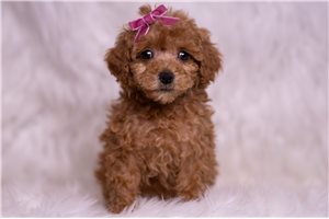Katherine - Malti Poo - Maltipoo for sale