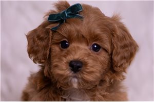 Ollie - Malti Poo - Maltipoo for sale