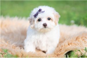 Kelsie - Malti Poo - Maltipoo for sale