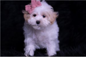 Nina - Malti Poo - Maltipoo for sale