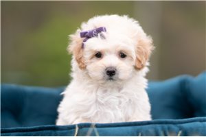 CiCi - Malti Poo - Maltipoo for sale