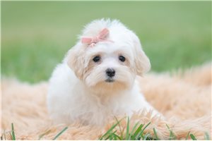 Felicity - Malti Poo - Maltipoo for sale
