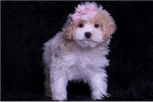 Nadia - Malti Poo - Maltipoo for sale