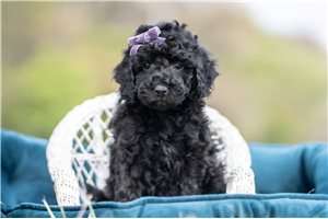 Maya - Malti Poo - Maltipoo for sale