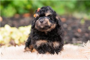 Dino - Goldendoodle, Mini for sale