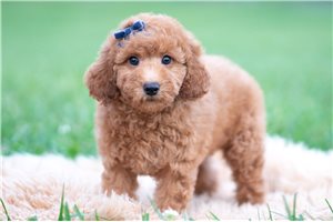 Diesel - Mini Goldendoodle for sale