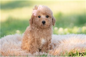 Delta - Goldendoodle, Mini for sale