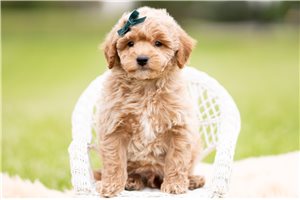 Merle - Goldendoodle, Mini for sale
