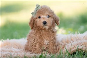 Donovan - Goldendoodle, Mini for sale