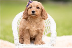 Bali - Mini Goldendoodle for sale
