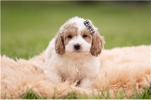 Snively - Goldendoodle, Mini for sale
