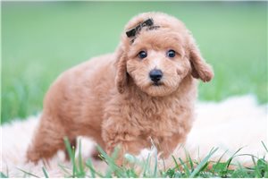 Dior - Mini Goldendoodle for sale