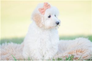 Robert - Mini Goldendoodle for sale