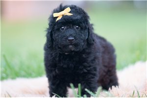 Dixon - Mini Goldendoodle for sale