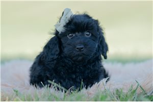 Robin - Mini Goldendoodle for sale