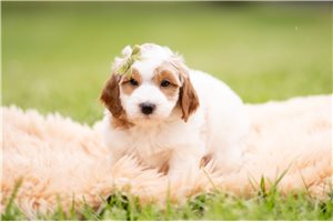 Dudley - Goldendoodle, Mini for sale