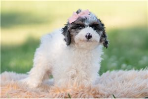 Daria - Goldendoodle, Mini for sale