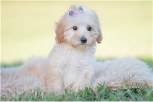 Ronan - Mini Goldendoodle for sale