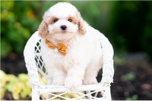 Diesel - Goldendoodle, Mini for sale