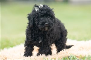 Dodge - Mini Goldendoodle for sale
