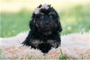 Diego - Goldendoodle, Mini for sale