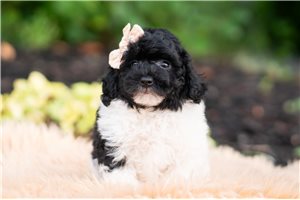 Digby - Goldendoodle, Mini for sale