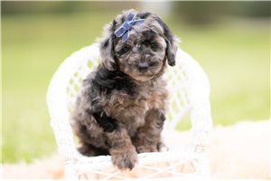 Enoch - Goldendoodle, Mini for sale