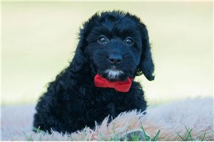 Rocco - Mini Goldendoodle for sale