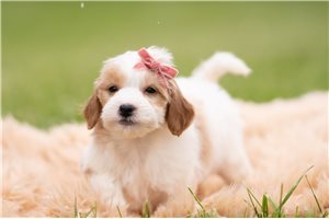 Tink Tink - Goldendoodle, Mini for sale