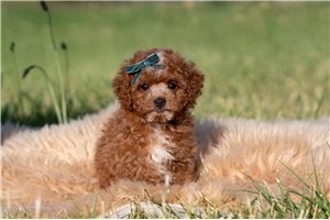 Travis - Goldendoodle, Mini for sale