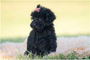 Rosa - Mini Goldendoodle for sale