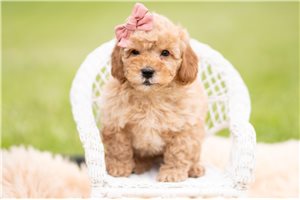 Fatima - Mini Goldendoodle for sale