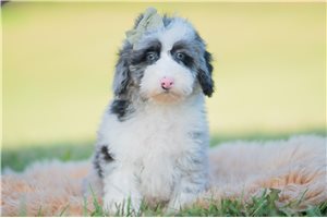 River - Mini Goldendoodle for sale