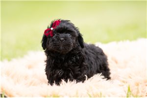 Bunny - Goldendoodle, Mini for sale