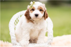 Dudley - Goldendoodle, Mini for sale