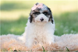 Daria - Goldendoodle, Mini for sale