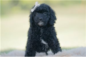 Rosebud - Mini Goldendoodle for sale