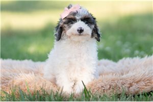 Daria - Goldendoodle, Mini for sale
