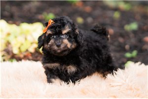Dino - Mini Goldendoodle for sale