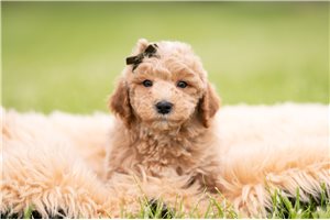 Springsteen - Goldendoodle, Mini for sale