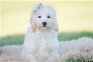 Robbie - Mini Goldendoodle for sale