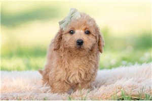 Drake - Goldendoodle, Mini for sale