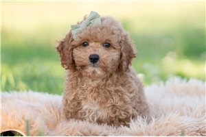 Douglas - Goldendoodle, Mini for sale