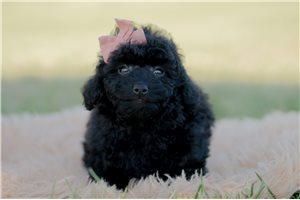 Rose - Mini Goldendoodle for sale