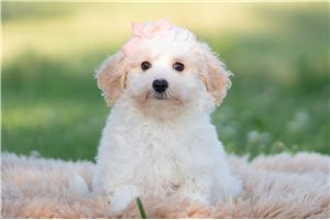 Dory - Goldendoodle, Mini for sale