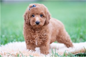 Diego - Mini Goldendoodle for sale