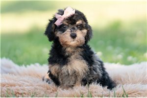 Diane - Goldendoodle, Mini for sale